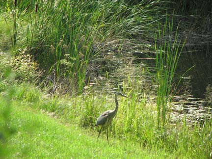Fall heron